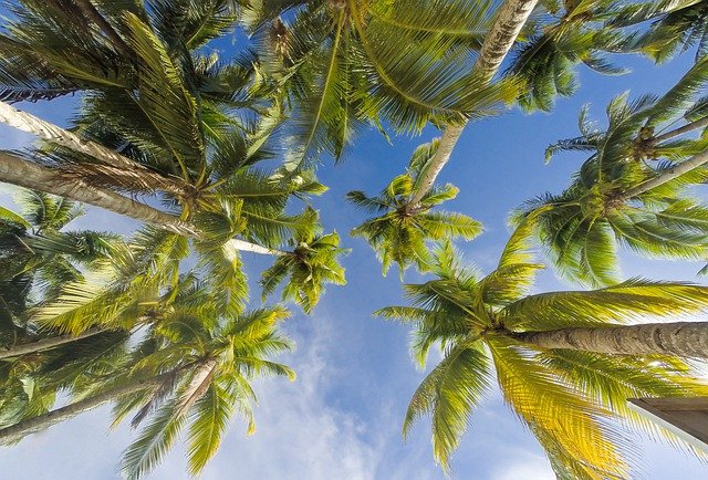 Palm Spring